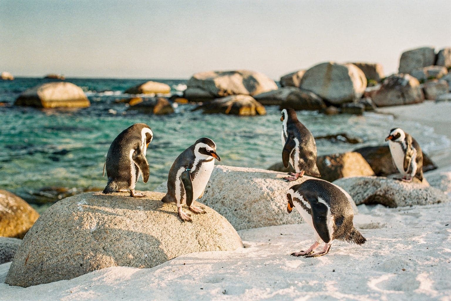 African penguins among granite boulders and turquoise water at Boulders Beach near Simon's Town