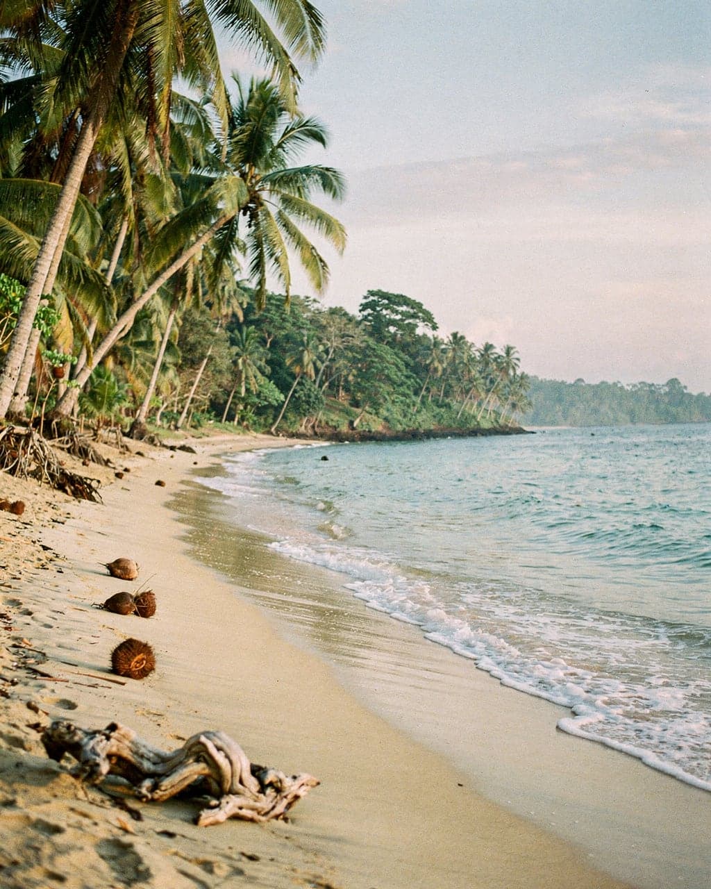 Coconut palms leaning over pale sand and calm turquoise water at Playa Cocles near Puerto Viejo on the Caribbean coast, just after sunrise