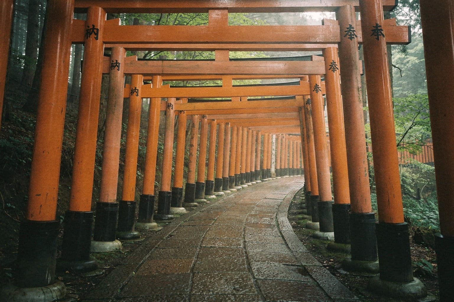 A tunnel of vermilion torii gates on the wooded slope of Mount Inari at Fushimi Inari Taisha in early morning light