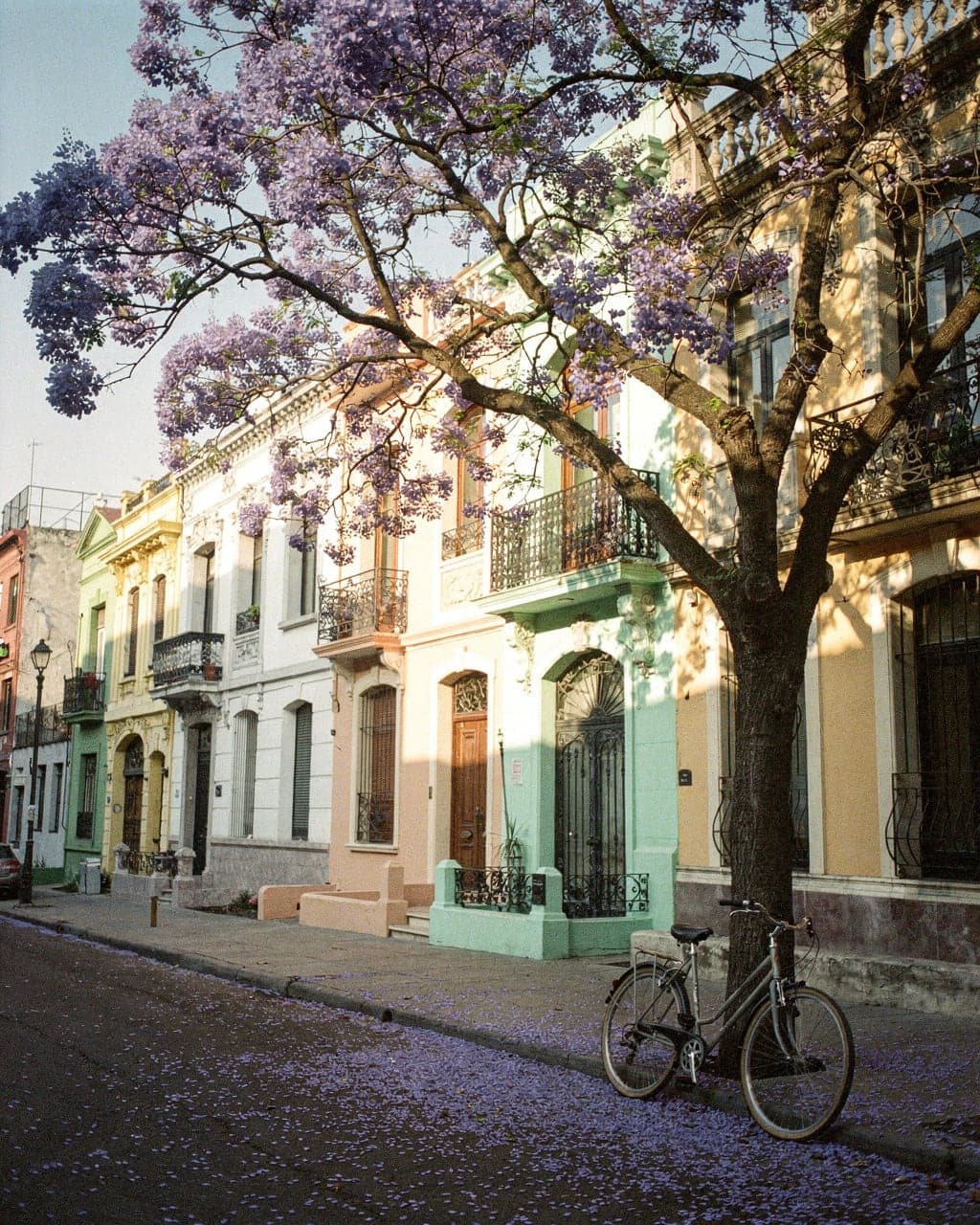 Jacaranda trees in violet bloom arching over a quiet Roma Norte street lined with early 20th-century townhouses and fallen petals